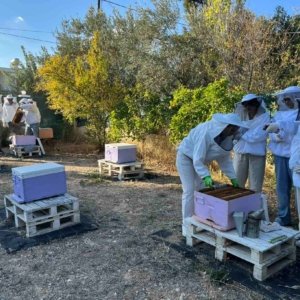 Beekeeping Experience